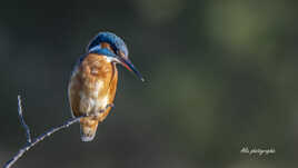 madame martin pêcheur