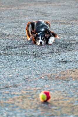 Beau chien...