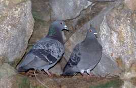 Chéri on a de la visite!