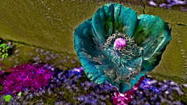 délire dès la vue d'un pavot