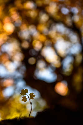 Au pied de mon arbre...