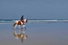 Cheval et plage