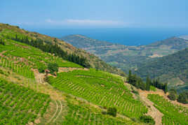 De la vigne à la mer