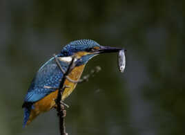 Martin-pêcheur et le petit poisson