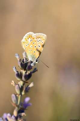 papillon