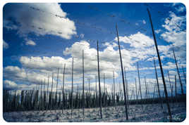 Le champ de houblon