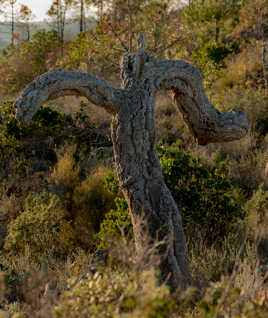 derniers rayons de soleil