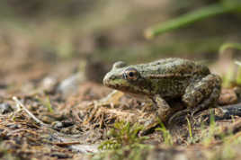 Jeune grenouille v2