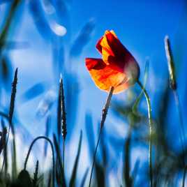 Coquelicot de Caro