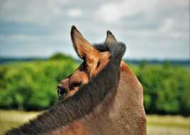Coupe à l'iroquoise !