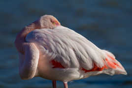 Mon truc en plumes...