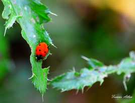 Coccinelle