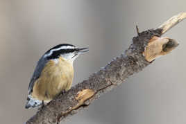 Sittelle à poitrine rousse