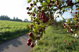 Grappe de Fruits Rouges