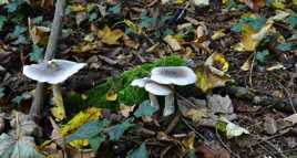 champignons des bois.2