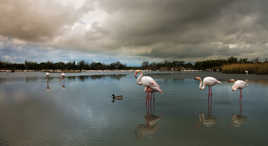Flamants