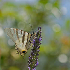 Quelques heures de vol...