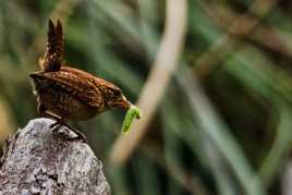 Le zozio et sa chenille