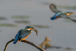 Attention ça pique !!!