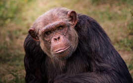 Qui de nous deux a plus d'humanité ?...