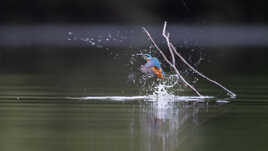 Un éclair bleu sort de l'étang