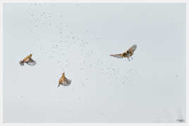3 pouillots véloce en plein repas