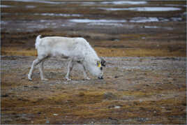 petit renne sauvage du Svalbard
