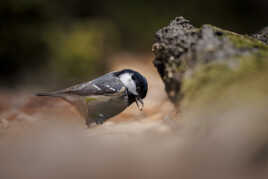 Dans les entrailles de la forêt