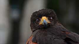 Mon strabisme, c'est mon charme!