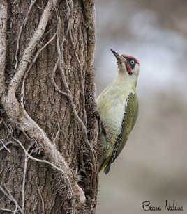 Pic-vert sous la grisaille.