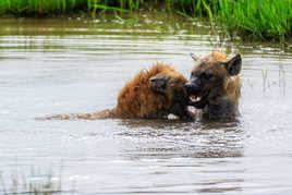 il y a de la hyènes et du plaisir