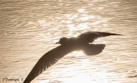 L'ombre et la lumière !