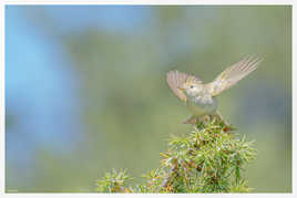 Décollage du Pouillot de Bonelli