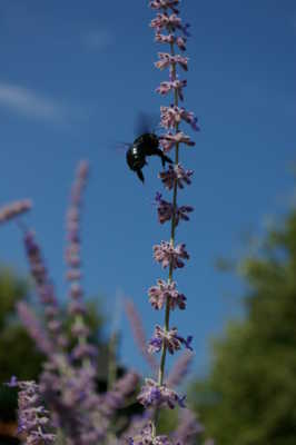 Abeille Charpentière