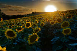 Les derniers rayons de soleil sur le Lauragais