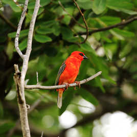 Cardinal