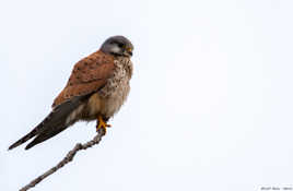 Faucon crécerelle guettant une proie