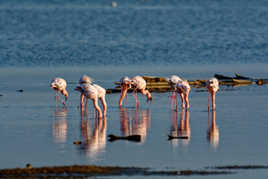 petit déjeuner sur l'eau