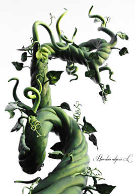 Jack et le haricot géant