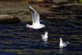 La mouette