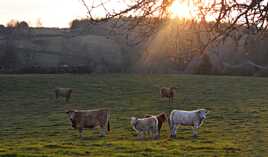 Les curieuses au petit matin