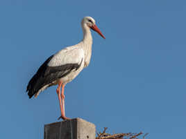 Le retour des cigognes