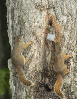 Famille d'écureuils