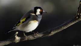 Chardonneret élégant