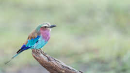 Rollier à longs brins