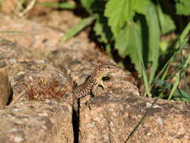 Lézard au soleil