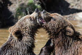 Nous sommes des soeurs jumelles