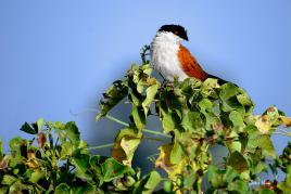 Coucal du Sénégal