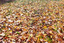 Feuilles mortes