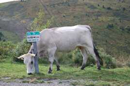 Vache randonneuse